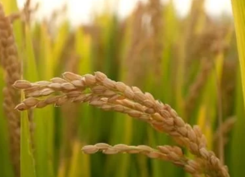 種了這么多年水稻我們知道粳稻和秈稻的區(qū)別嗎？