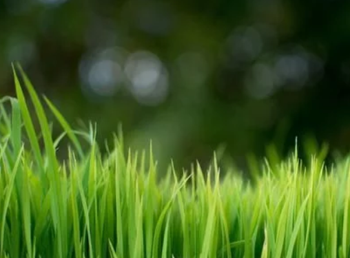 水稻高產(chǎn)栽培技術，掌握科學種植技巧，以減少病蟲害的發(fā)生